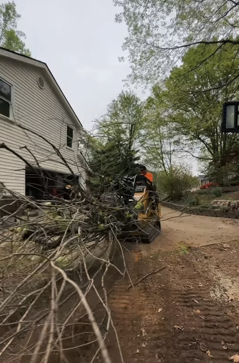 Professional tree removal service in Wildomar, CA
