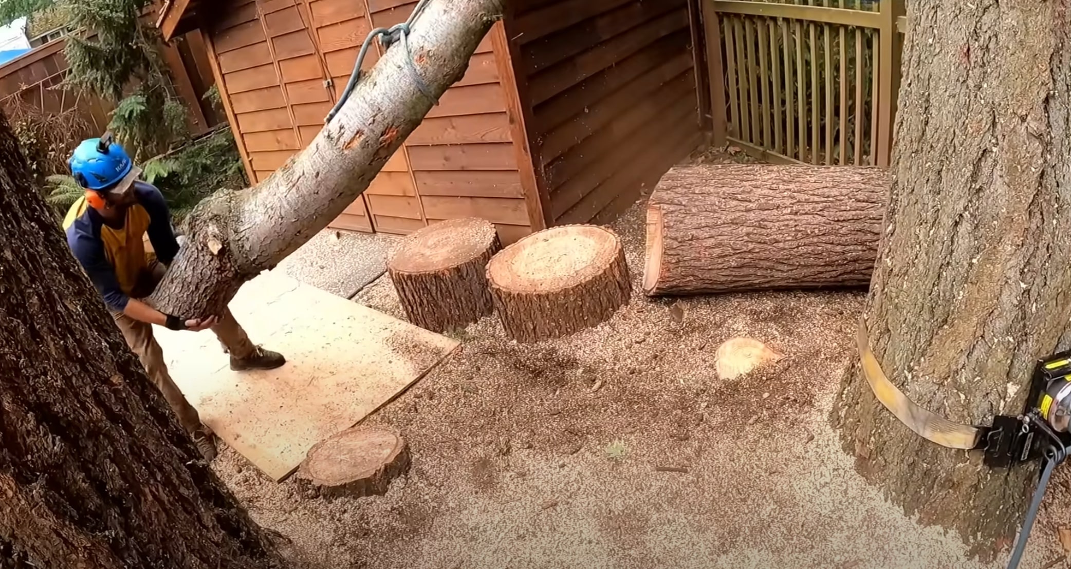 Tree Removal service in Wildomar, CA